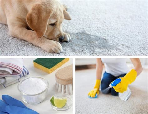 4 Ways to Get Dog Urine Smell out of Carpets